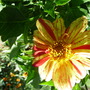 Dahliette- This Photo Was Entered Right Side Up but shows it upside down?  Help!