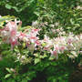 Weigela