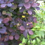 Friends garden