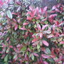 My friends Garden