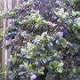 My friends garden