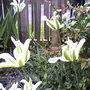 My friends garden
