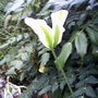 My friends garden