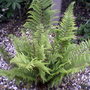 My friends garden