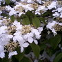 My friends garden