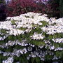 My friends garden