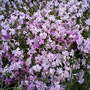 My friends garden