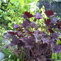 My friends garden
