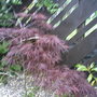 My friends garden