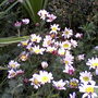 My friends garden