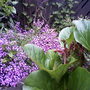 My friends garden