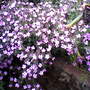 My friends garden