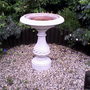 My friends garden