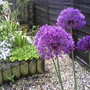 My friends garden