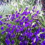 My friends garden