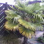My friends garden