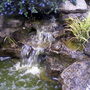 My friends garden