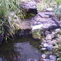 My friends garden