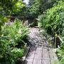 A garden flower photo