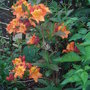Azalea__glowing_embers_