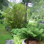 A garden flower photo