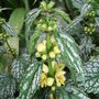 Lamium galeobdolon 'Hermans Pride' (Lamium galeobdolon 'Hermans Pride')