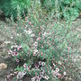 Leptospermum scoparium 'Martinii' - 1 (Leptospermum scoparium 'Martinii')