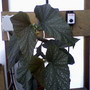 Photo-0003