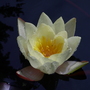 Water lilly in the rill at York Gate