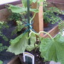 Cucumber (Cucumis sativus (Cucumber))