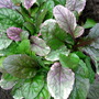 Dscn0980