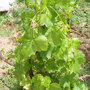 Grape Vine