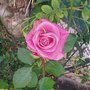 Pink Rose