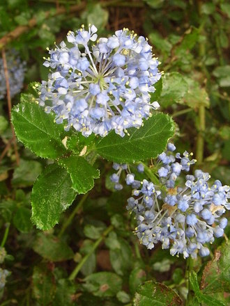 Ceanothus thyrsiflorus var repens - close-up (Ceanothus thyrsiflorus var repens)
