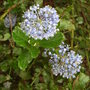 Ceanothus thyrsiflorus var repens - close-up (Ceanothus thyrsiflorus var repens)