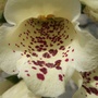 Foxglove_close-up