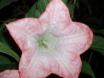 Angel's Trumpets (Brugmansia candida 'Ecuador Pink')