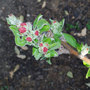 Apple Blossom