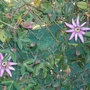 Passiflora