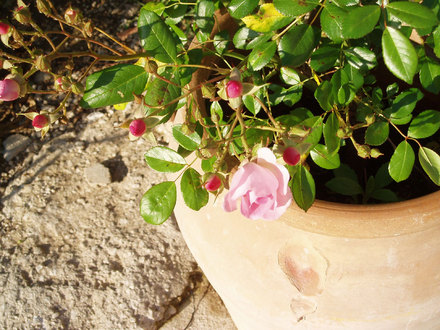 Miniature Rose