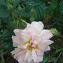Rosa__penelope_