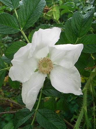 Rosa rugosa 'Alba' (Rosa rugosa 'Alba')