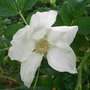 Rosa rugosa 'Alba' (Rosa rugosa 'Alba')