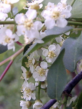 Chokecherry flowers (Prunus virginiana)