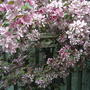 Malus