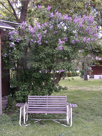 Purple lilac tree in bloom (Syringa vulgaris)