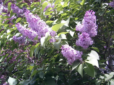 Purple lilacs (Syringa vulgaris)