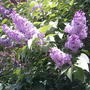 2008-05-23_purple_lilac