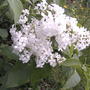 2008-05-23_white_lilacs