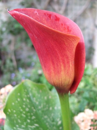 Zantedeschia 'Captain Safari' (Zantedeschia aethiopica (Arum lily))